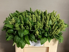 Amaranthus Green Thumb 55cm