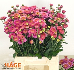 Chrysanth Spray Blenda Purper 45cm 40gr.