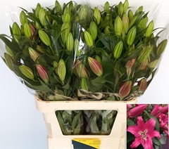 Lily Oriental Corvette 85cm 3+