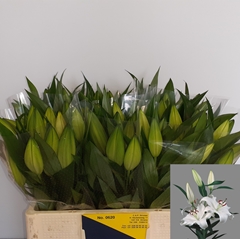 Lily Oriental Zambesi 55cm 1+