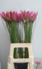 Nerine Lady Pia 60cm