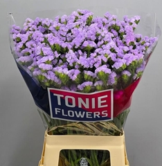 Limonium Sinuatum Tonie Lavender 70cm 45gr.