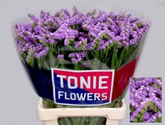 Limonium Sinuatum Tessa Malva 75cm 65gr.