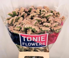 Limonium Sinuatum Apricot Sun Birds 75cm 35gr.