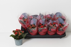 Kalanchoe Double Perfecta Red 10Ø 22cm