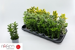 Euonymus Mix 9Ø 30cm