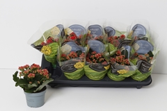Kalanchoe Double Perfecta Red 10Ø 22cm