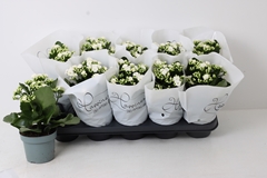 Kalanchoe Double Perfecta White 12Ø 24cm