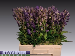 Aconitum Carmichaelii Arendsii 60cm