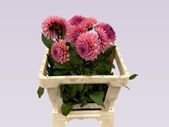Dahlia Sweet Sanne 55cm