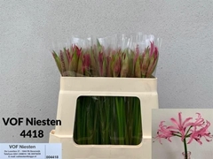 Nerine Favourite 50cm