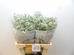 Limonium Sinense China White 60cm 35gr.
