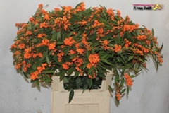 Euphorbia Fulgens Spray Supernova 80cm 15cm Hd