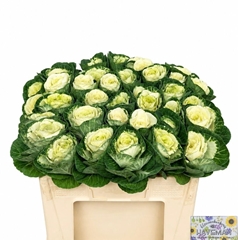 Brassica White Crane 50cm