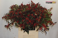 Euphorbia Fulgens Spray Kuttlers Samtrot 80cm 15cm Hd