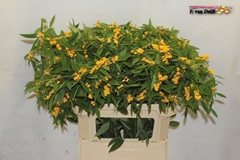 Euphorbia Fulgens Spray Cream Yellow 80cm 10cm Hd