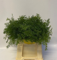 Asparagus Densiflorus Cwebe 40cm