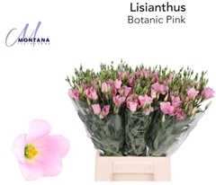 Eustoma Single Botanic Pink 45cm