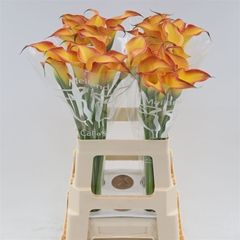 Zantedeschia Morning Sun 65cm