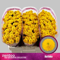 Chrysanth Santini Aurinko 55cm 52gr.