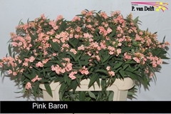 Euphorbia Fulgens Spray Pink Baron 75cm 10cm Hd