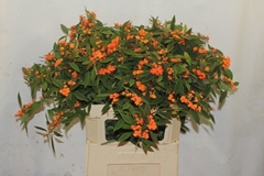 Euphorbia Fulgens Spray Supernova 80cm 10cm Hd