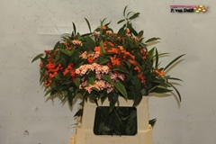 Euphorbia Fulgens Mix 60cm 10cm Hd