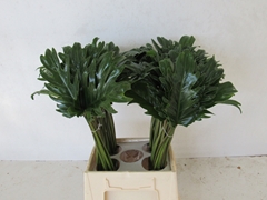 Philodendron Xanadu 45cm 15cm Hd