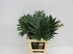 Philodendron Xanadu 65cm 25cm Hd