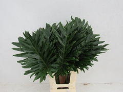 Philodendron Xanadu 65cm 30cm Hd