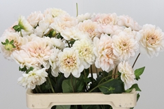 Dahlia Dezign Blush White 60cm