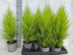 Cupressus Goldcrest Wilma 14Ø 65cm
