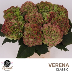 Hydrangea Verena Classic 60cm 17-19cm Hd