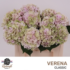 Hydrangea Verena Classic 40cm 12-14cm Hd