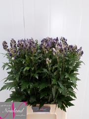 Aconitum Carmichaelii Arendsii 70cm