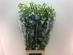 Delphinium Single Ballkleid 80cm