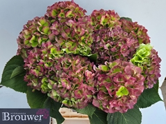 Hydrangea Verena Classic 80cm 21-23cm Hd