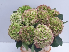 Hydrangea Verena Classic 80cm 21-23cm Hd