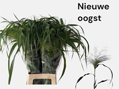 Panicum Fontaine 80cm
