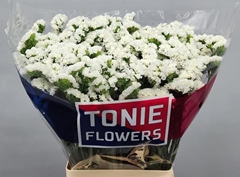 Limonium Sinuatum White Starlight Wings 65cm 25gr.