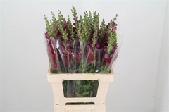 Antirrhinum Potomac Red 65cm