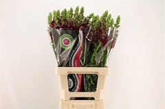 Antirrhinum Potomac Red 70cm