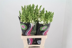 Antirrhinum Potomac White 70cm
