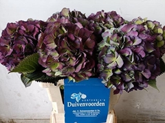 Hydrangea Elbtal Classic 60cm 16-18cm Hd