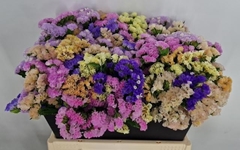 Limonium Sinuatum Mix 50cm 20gr.