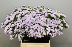 Limonium Sinuatum Luna Blue 50cm 15gr.