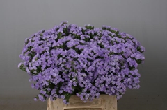 Limonium Sinuatum Donau Birds 50cm 20gr.