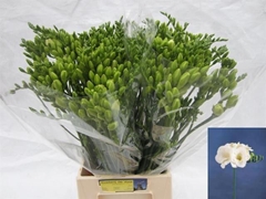 Freesia Double Versailles 60cm 20gr.