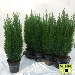 Chamaecyparis Ellwoodii 13Ø 55cm