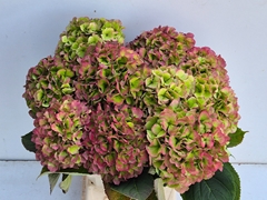 Hydrangea Verena Classic 60cm 19-21cm Hd